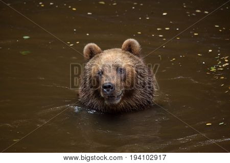 Kamchatka brown bear (Ursus arctos beringianus), also known as the Far Eastern brown bear swimming.