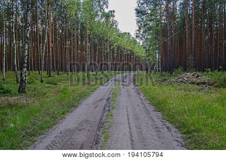 The photo shows a forest, unpaved road. It leads through a young pine forest. There are many birches on the edge of the forest. It is summer, the trees are green leaves. It is sunny day.
