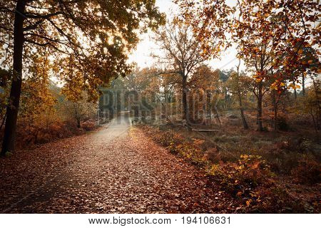 Burnham Beeches, UK - 7 November 2016: Road Through Autumn Trees At Burnham Beeches In Buckinghamshire