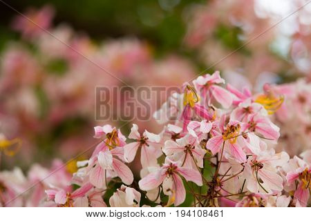 Lovely flowers of Cassia bakeriana (Thai Name