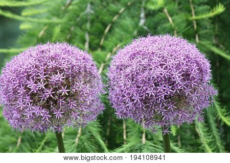 Alliums, also known as ornamental onions, are grown for their showy flower heads, which come in wide range of sizes and shades of blue, purple, white and yellow.