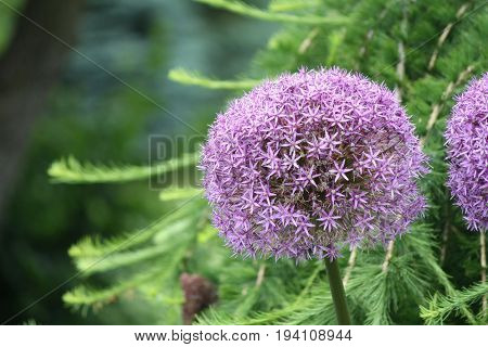 Alliums, also known as ornamental onions, are grown for their showy flower heads, which come in wide range of sizes and shades of blue, purple, white and yellow.