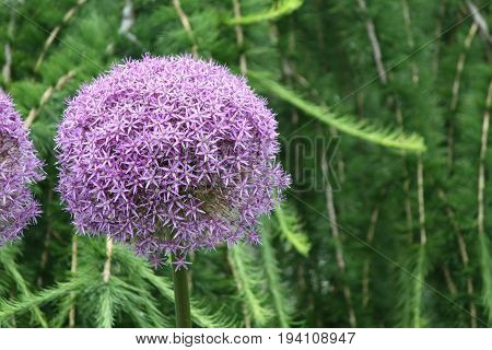 Alliums, also known as ornamental onions, are grown for their showy flower heads, which come in wide range of sizes and shades of blue, purple, white and yellow.
