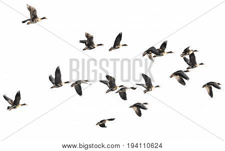 a flock of geese Anser albifrons on a sky
