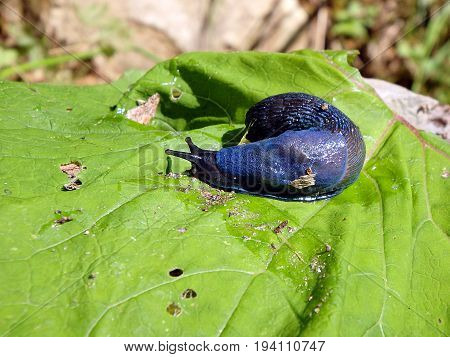 Blue slug in the woods , (Bielzia coerulans)