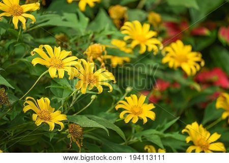 Mexican sunflower weed (Bua Tong) beautiful yellow flower in winter season of Thailand