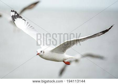 closeup of Seagull (white seabird) fly over the sea wildlife animal for freedom concept
