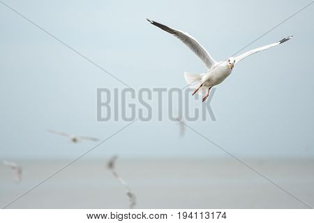 closeup of Seagull (white seabird) fly over the sea wildlife animal for freedom concept