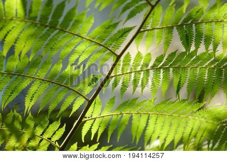 beautiful green leaves on tree branch with morning sunlight lush foliage pattern for nature background in eco friendly concepts