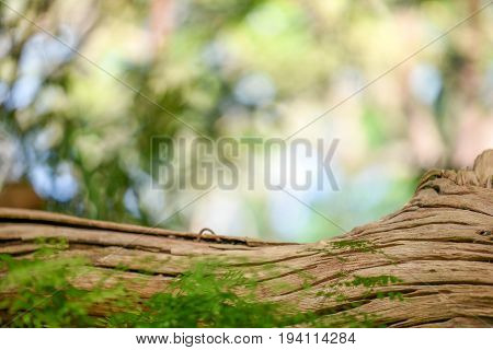 brown wood log with abstract rough texture of bark and bright blur green bokeh background nature environment and eco friendly concepts