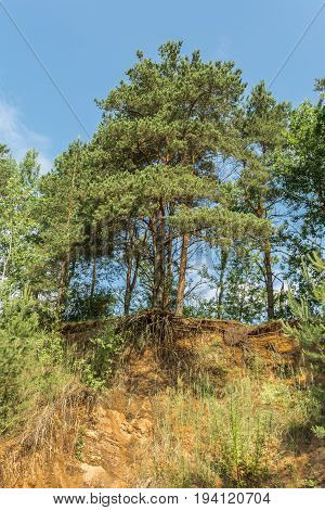 Pine Tree With Bare Roots Grows On Top Of A Sand Hill In The Forest