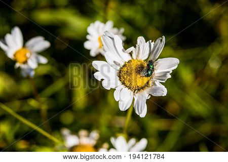 One white daisy chamomile flower wildflower macro closeup with green fly bug