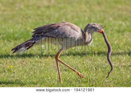 Amazing wildlife image. Animal hunting. Bird of prey attacking snake. Red-legged seriema (Cariama cristata) holding reptile.