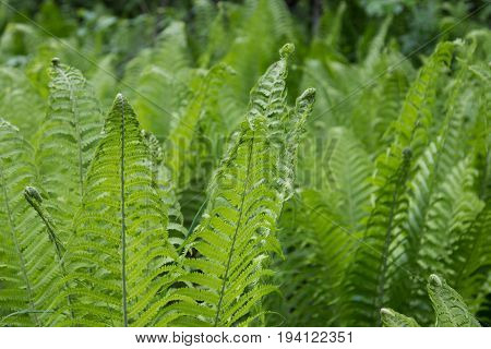 Young fern in the forest. Fern in the forest close up