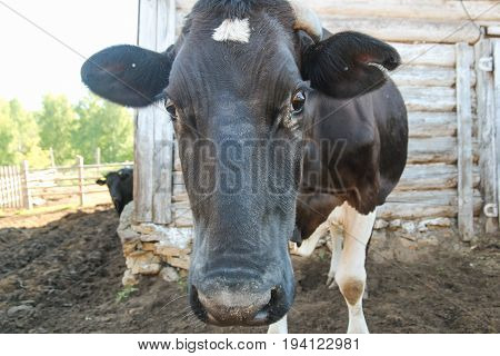 Portrait of cow in the farm, looking into the camera lens