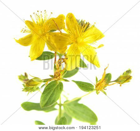 Saint Peter's wort yellow flowers (Hypericum tetrapterum) isolated on white background