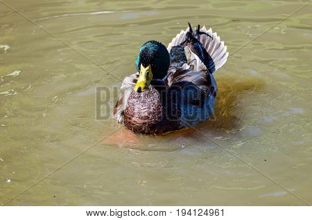 Green duck bathing in pond and splashing water