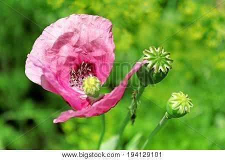 Purple poppy flower in the summer field