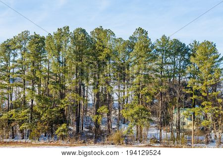 House with tree forest during winter snow in Virginia countryside
