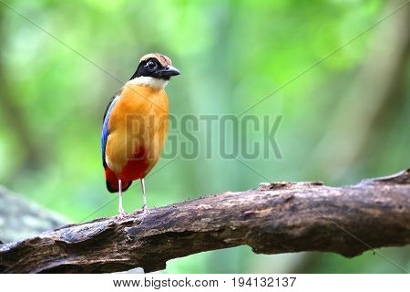 Bird of Thailand in nature Blue-winged Pitta (Pitta moluccensis)