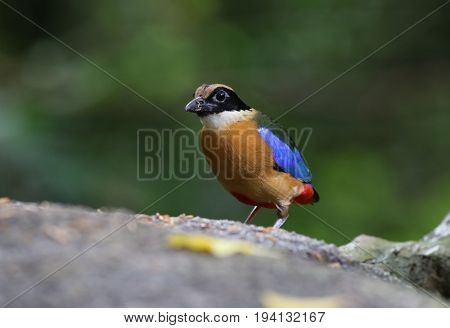 Bird of Thailand in nature Blue-winged Pitta (Pitta moluccensis)