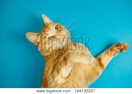 Cat standing on two paws with estonished smart look on blue background. Fluffy domestic animal isolated on blue background. Cute red feline