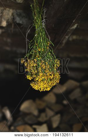 A bunch of dried flowers in the old attic
