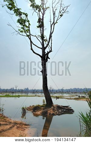 Lonely tree growing in the beautiful shallow lake around the Neak Pean Temple in Angkor Complex, Siem Reap, Cambodia.