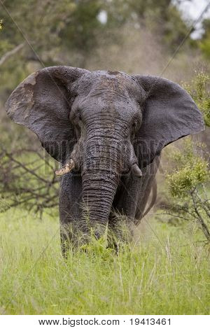 afrikanischen Elefanten: Loxodonta Africana: Südafrika