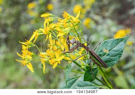 Macro closeup of orange yellow wingstem flowers with black tips and brown praying mantis