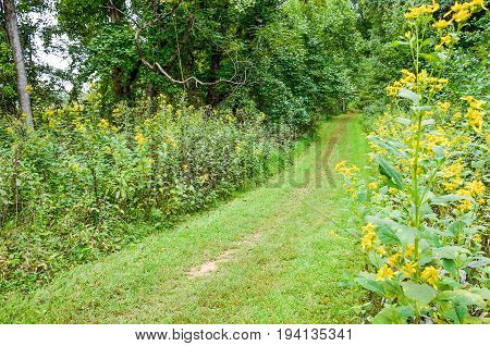 Path through forest with yellow wingstem flowers in Shenandoah valley in Appalachian Blue Ridge mountains in Virginia