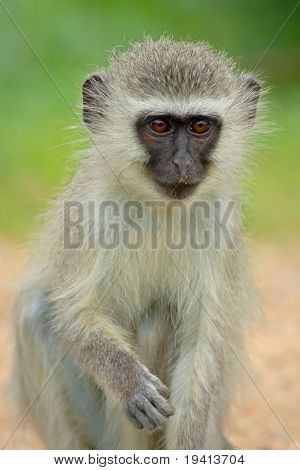 Omogna markatta; Cercopithecus Aethiops; Sydafrika