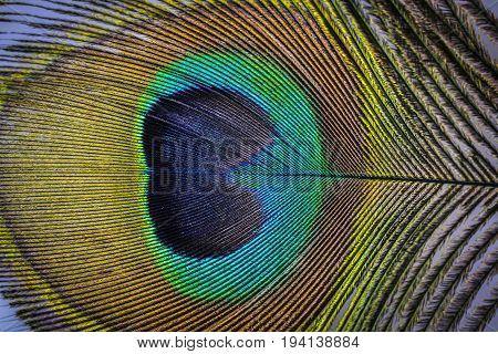 a peacock feather a macro photo - detail