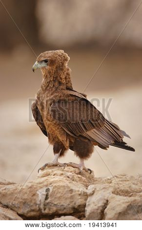 Juvenile Bateleur auf Felsen sitzend; Terathopius Ecaudatus; Südafrika; Kalahari-Wüste