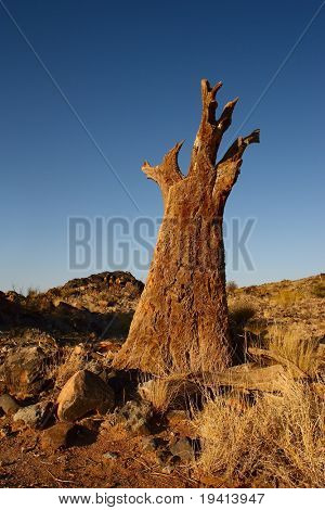 ตาย quiver ต้นไม้ในแนวนอนแล้ง ว่าน dichotoma ภาคเหนือ แหลม ใต้ แอฟริกา