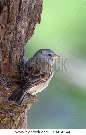 Greyheaded vrabec posazený na straně stromu; Passer Diffusus
