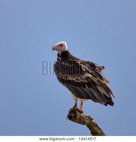 Weißkopfrind Geier thront gegen blauen Himmel (Trigonoceps Occipitalis)