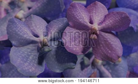 Violet orchidea, orchid flower background 3d render