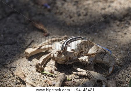 Blue-tailed Skink crawling on a rat skull surrounded by bones in a desert setting.