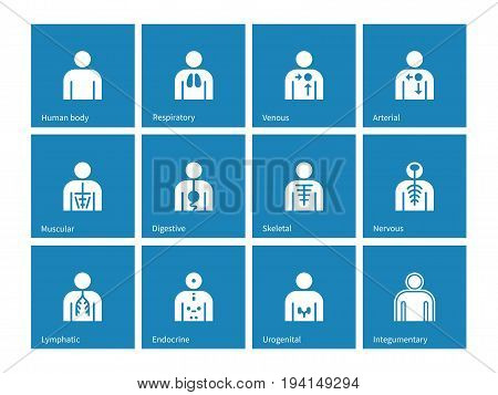 Human Anatomy lymphatic, integumentary, urogenital, endocrine, respiratory, nervous and digestive systems icons on blue background. Vector illustration