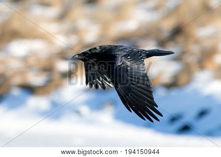 Icelandic Raven