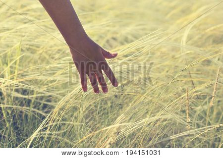 Hand holding on feather grass against sunset background