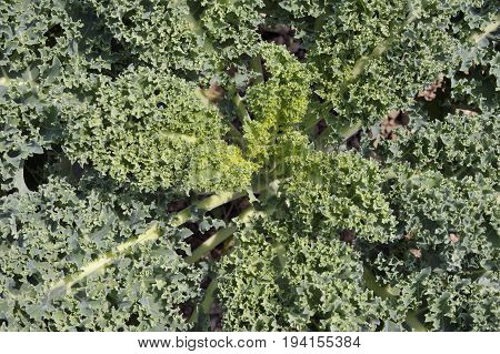 Kale