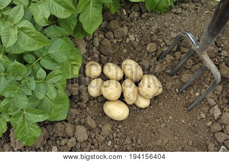Freshly dug Pentland Javelin new potatoes in a vegetable garden.