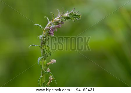 Red bartsia (Odontites vernus) in flower. A parasitic plant in the family Scrophulariaceae showing pink flowers