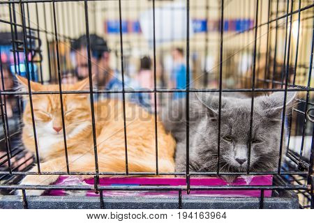 Portrait of two cats in cage sleeping in litterbox waiting for adoption