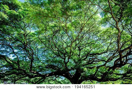 Large Samanea saman tree with branch in Kanchanaburi Thailand