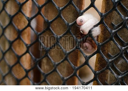 Loris Is Liveing Inthe Cage