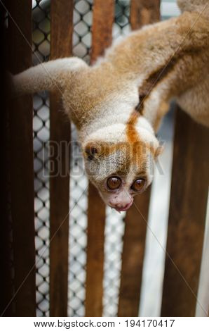 Loris Is Liveing Inthe Cage