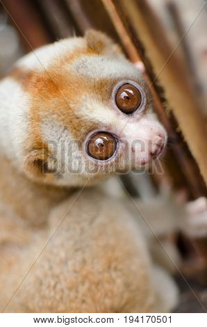 Loris Is Liveing Inthe Cage